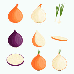 Set of onions isolated on white background. Flat vector illustration