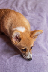 Sad puppy Welsh Corgi Pembroke lying on the bed. 