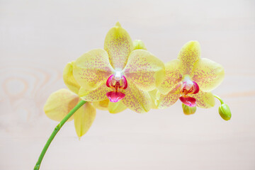Selective focus on lips of foreground flowers yellow orchid of the Pulsation variety on a white background with a place for text: a healthy exotic plant in the home