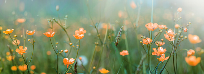 Wild flowers grass background. Meadow nature. Pastel colours. in the rays of summer sun in spring....