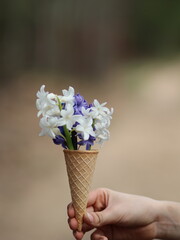 Hand holding colorful hyacinths in an ice cream cup