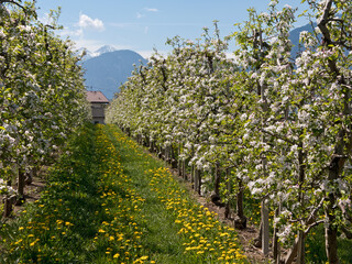 Fototapeta na wymiar blühende Apfelbäume in einer biologischen Obstplantage