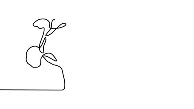 Flower silhouette. Continuous one line drawing Beautyful Tulips flowers on white background. Self drawing animation. Hand drawn flowering plant. Simple design, art. Growth concept. 4K.