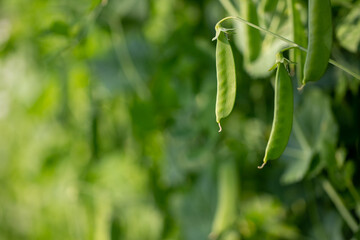 pea pod hanging on the plant.