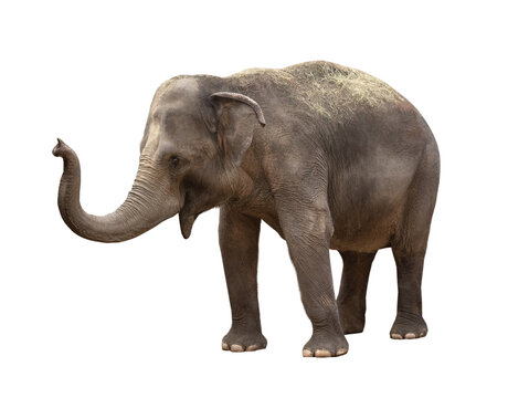 big elephant in profile isolated on white