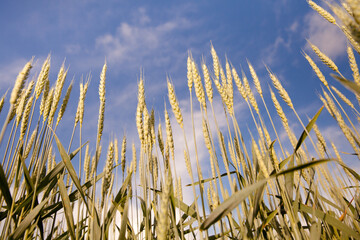 Wheat ears against the blue sky in Sunny weather in summer.