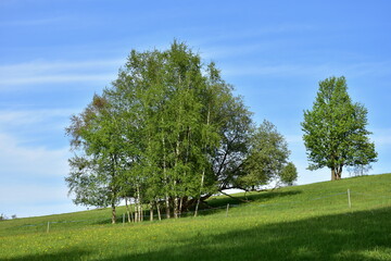 landscape with group of bich trees in Jeseníky,Czech republic
