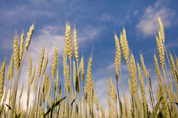 Wheat field against blue sky
