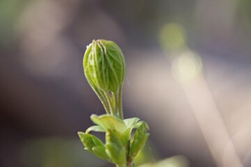 close up of a plant
