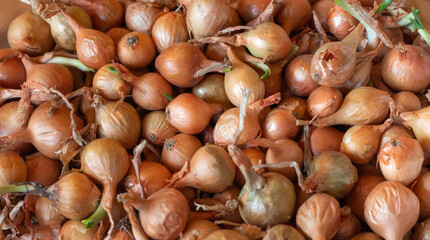 background of golden bulbs prepared for planting in the ground