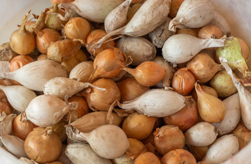 background of golden and white bulbs prepared for planting in the ground