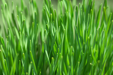 Naklejka na ściany i meble Perfect green background ,natural background of green grass