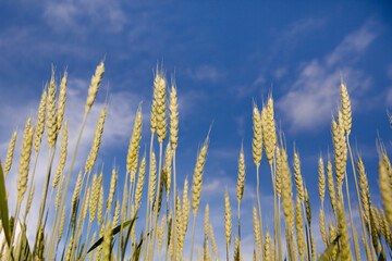 Wheat ears against the blue sky in Sunny weather in summer.