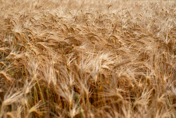 Campo di grano dorato in estate - 01
