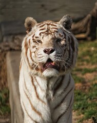 Fototapeta na wymiar white bengal tiger in the zoo