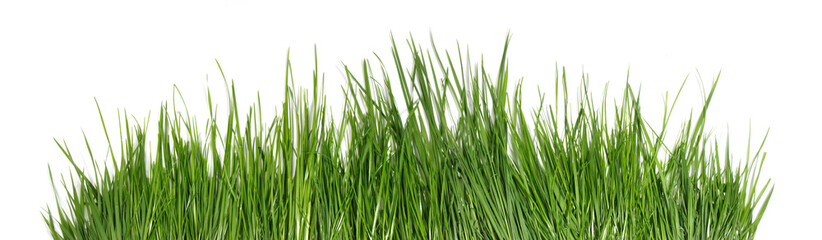 Fototapeta na wymiar Grass isolated on white background - Panorama