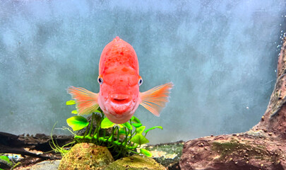 Goldfish facing front, looking at camera swimming in aquarium water. Breeding of ornamental fish.