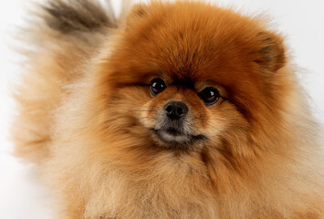 pomeranian spitz  dog portrait on white