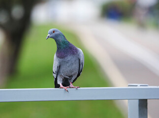 Rock dove is one of the most numerous representatives of the avifauna of European cities