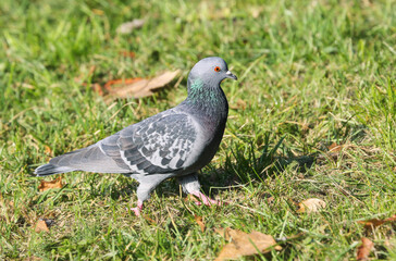 Rock dove is one of the most numerous representatives of the avifauna of European cities
