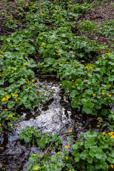Fototapeta premium Caltha palustris, marsh-marigold or kingcup, flowers in wet woodland, wild flower
