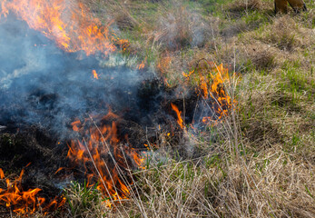 Burning old dry grass. Tongues red flame and burning dry yellowed grass in smoke