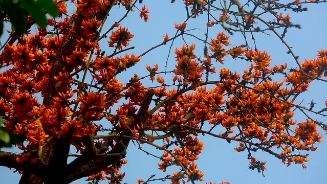 The red-orange Palash flowers have blossomed in the Palash tree. Orange flowers tree view in on midday against the sun. 4k video.