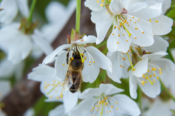 a honeybee collects honey on white cherry blossoms