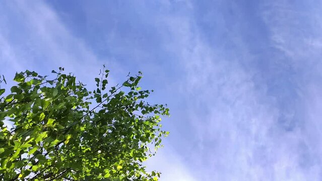 Birch tree green leaves waving in wind under blue sky