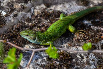 Lacerta viridis, Green and blue lizard with ticks, macro photo of a lizard, European green lizard