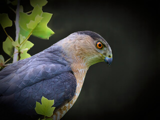 Cooper's Hawk look, portrait, close-up