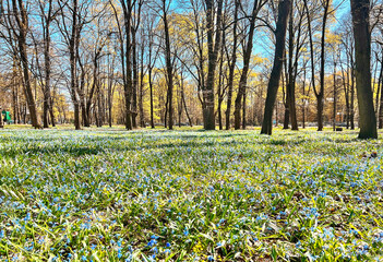 Fototapeta premium Big meadow with first spring blue snowdrops in Riga city park, Latvia. Scylla spring flowers on the background of nature.