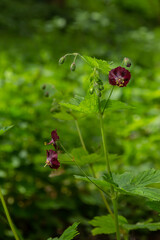 In the wild in the spring forest Geranium phaeum blooms