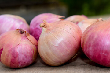 Obraz premium Fresh red onions on rustic wood background