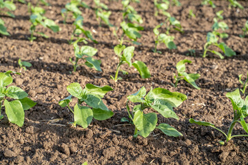 A field of unflowered sunflowers planted in a row. summer time. sunny day.