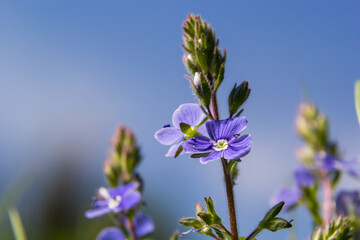 Veronica chamaedrys blue flowers and buds in the sun against a background of green leaves