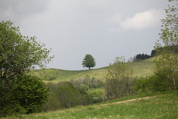 Obraz premium arbre sur une crête