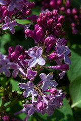 Branch of lilac flowers with green leaves, floral natural seasonal hipster background