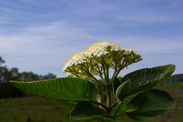 White inflorescence of on a branch of a plant called Viburnum lantana Aureum close-up