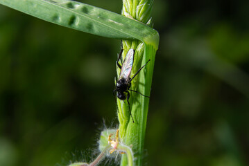 Close up of Bibio marci. A St Mark's fly isolated on the green background