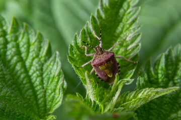 Close up of the sloe bug or Hairy shieldbug, Dolycoris baccarum, in the garden on a green leaf