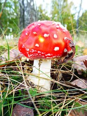 Red mushroom in the autumn forest