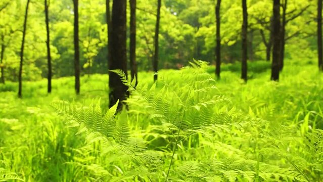新緑の森　阿蘇　南小国町