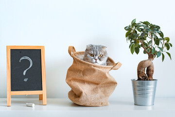striped gray mischievous kitten tricky looks out of the bag with its eyes on a white background.