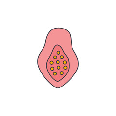 papaya icon in color, isolated on white background 
