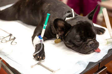 Dog in the surgery room before surgery act under anesthesia in the vet clinic, animal concept