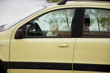 Fototapeta na wymiar westie terrier puppy dog pet abandoned in hot locked car, animal abuse