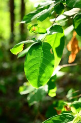 greenery around the house