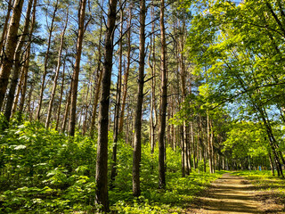Obraz premium Beautiful spring forest with pathway between trees 