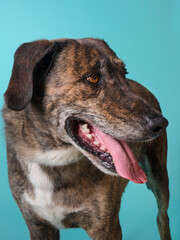 Obraz premium Half-blood dog looking to the side in front of blue background